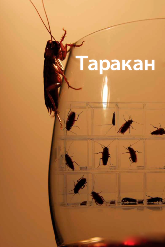 Таракан (2010) смотреть онлайн